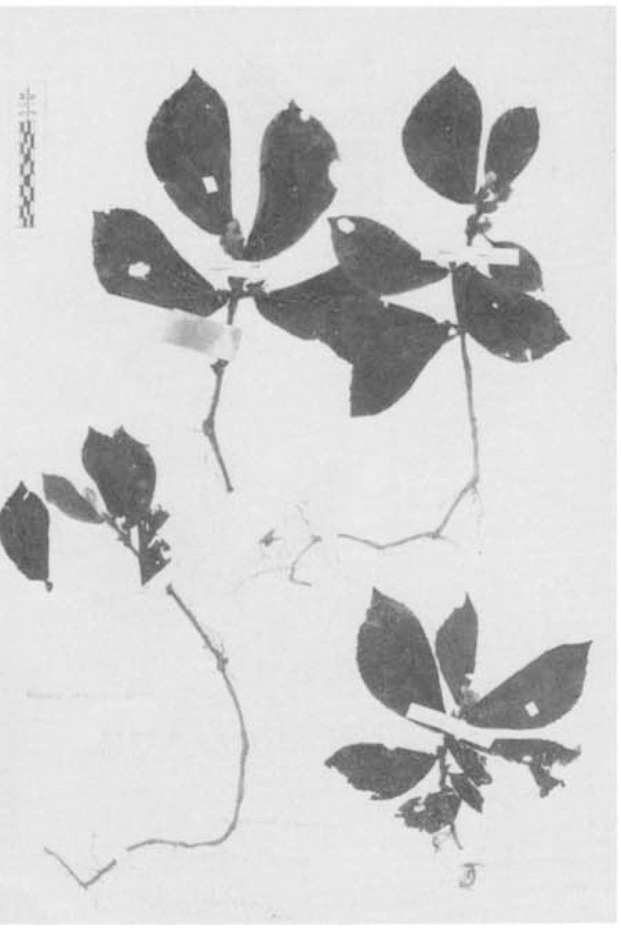 B. articulata